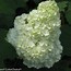 Image result for Hydrangea quercifolia GATSBY MOON