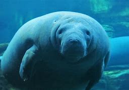 Image result for Funny Manatee