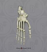 Image result for Chimpanzee Foot Skeleton Side View