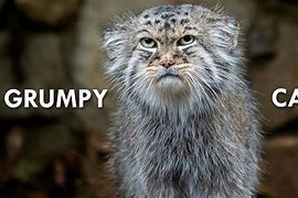 Image result for Original Grumpy Cat