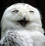 Image result for Funny Owl Faces