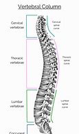 Image result for Spine Vertebrae
