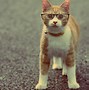 Image result for funniest cats screensaver