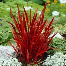 Image result for Imperata cylindrica Red Baron