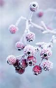 Image result for Winter Flower iPhone Wallpaper
