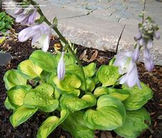 Image result for Hosta Heart And Soul