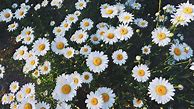 Image result for Aesthetic Floral Wallpaper for Laptop