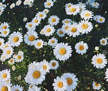 Image result for Clear Laptop Wallpaper Flowers