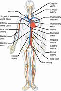 Image result for Simple Diagram of Arteries