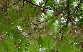Image result for Tepeguaje Tree Leaf