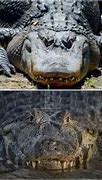 Image result for Alligator vs Crocodile Side Profile