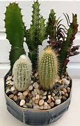 Image result for Small Indoor Cactus Garden
