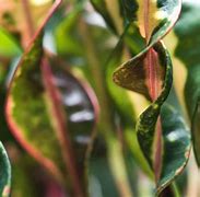 Image result for Plants with Curly Leaves