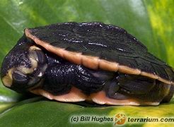 Image result for Emydura Chelidae
