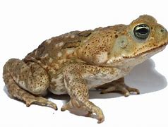 Image result for Dead Cane Toad