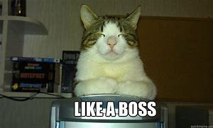 Image result for Got It Boss Cat Meme
