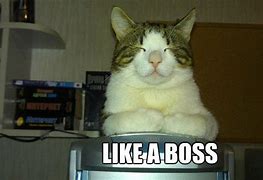Image result for Boom Like a Boss Cat Meme