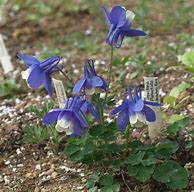 Image result for Aquilegia flabellata Red and White