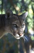 Image result for Florida State Mammal