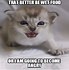 Image result for Lap Kitten Memes