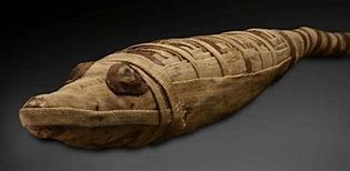 Image result for Animal Mummies