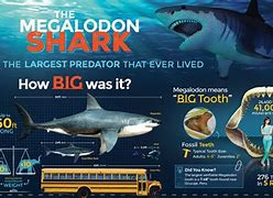 Image result for Top 5 Biggest Sharks