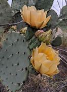 Image result for New Mexico Cactus