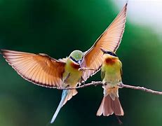 Image result for Two Bird Eating Photo