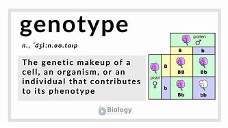 Image result for genotype