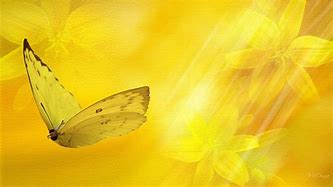 Image result for Yellow Butterfly Desktop Wallpaper