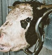 Image result for Humane Animal Slaughter
