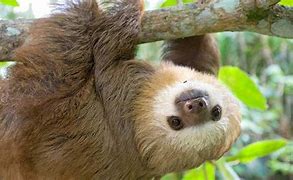 Image result for Sid the Sloth with a Mullet
