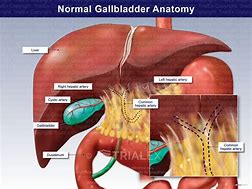 Image result for Normal Gallbladder