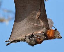 Image result for Baby Bat Flying
