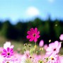 Image result for Pink Floral Desktop Wallpaper