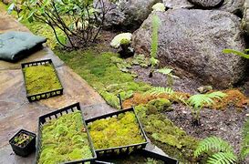 Image result for Planting Moss