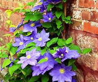 Image result for Beautiful Vine Flowers