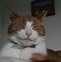 Image result for Happy Cat Face