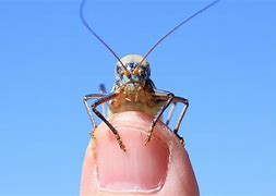 Image result for Cricket Insect Cartoon