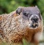 Image result for Woodchuck or Groundhog