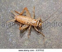 Image result for House Cricket