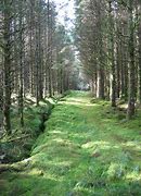 Image result for Hafren Forest Powys