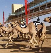 Image result for camel racing dubai