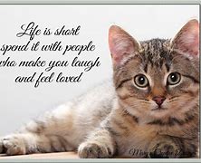 Image result for Positive Cat Quotes