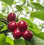 Image result for Dwarf Fruit Trees Cherry
