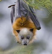 Image result for Common Flying Fox Bat