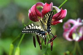 Image result for Swallowtail Butterfly HD