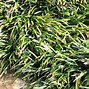 Image result for Ophiopogon japonicus Minor