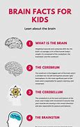 Image result for Fun Facts About the Brain for Kids