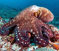 Image result for Common Octopus